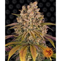 Barneys Farm - Lemon Tree