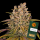 Barneys Farm - Lemon Tree