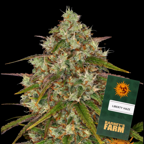 Barneys Farm - Liberty Haze
