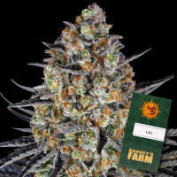 Barneys Farm - LSD - 3x Cannabis Samen