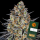 Barneys Farm - LSD - 3x Cannabis Samen