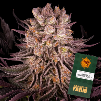 Barneys Farm - Mimosa x Orange Punch