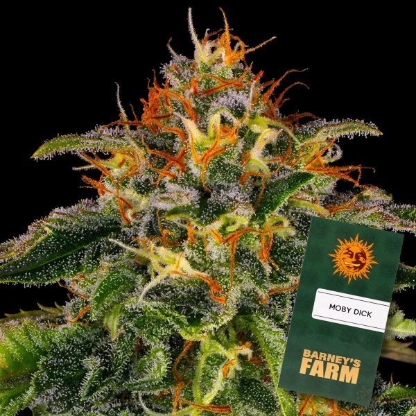 Barneys Farm - Moby Dick