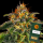 Barneys Farm - Moby Dick
