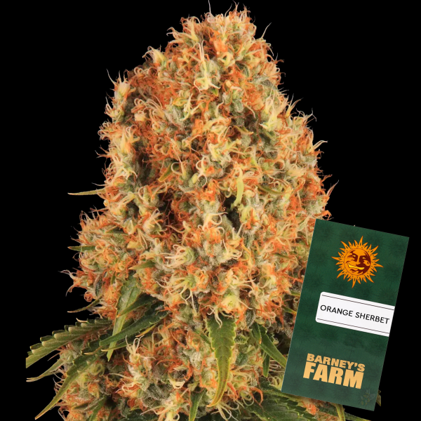 Barneys Farm - Orange Sherbert
