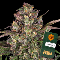 Barneys Farm - Peyote Cookies
