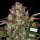Barneys Farm - Peyote Cookies