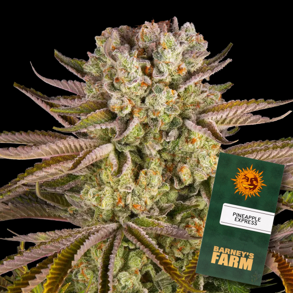 Barneys Farm - Pineapple Express