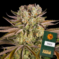 Barneys Farm - Pineapple Express
