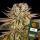 Barneys Farm - Pineapple Express