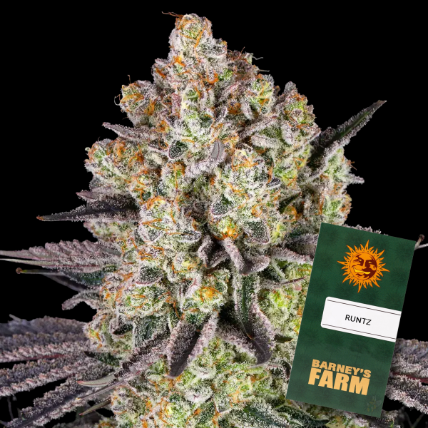 Barneys Farm - Runtz