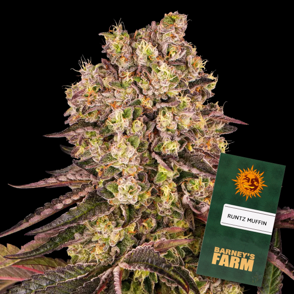 Barneys Farm - Runtz Muffin