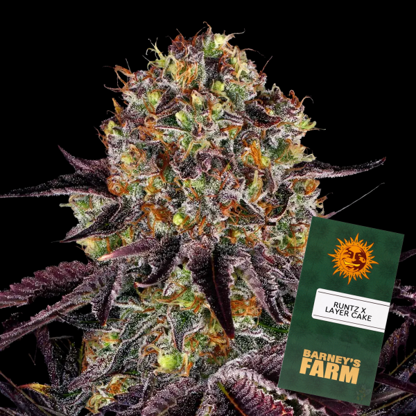 Barneys Farm - Runtz x Layer Cake