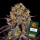Barneys Farm - Runtz x Layer Cake