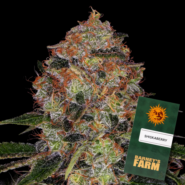 Barneys Farm - Shiskaberry