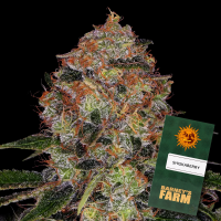 Barneys Farm - Shiskaberry