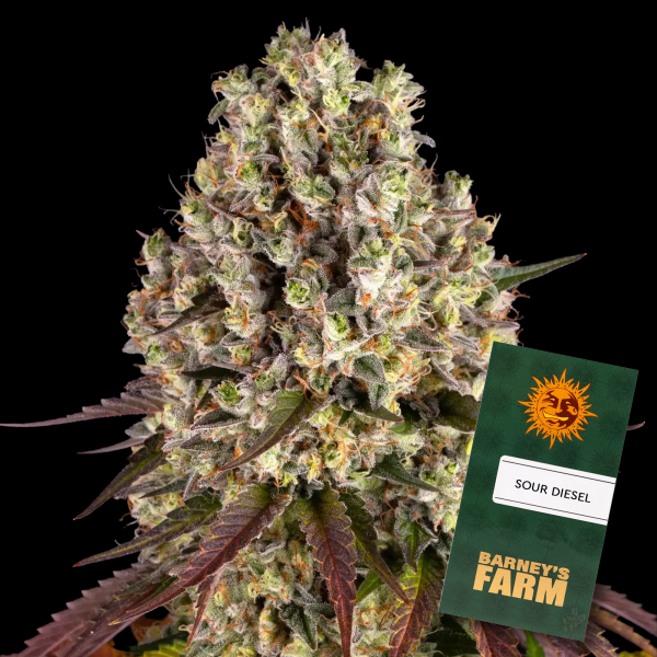 Barneys Farm - Sour Diesel - 3x Cannabis Samen