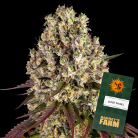 Barneys Farm - Sour Diesel - 3x Cannabis Samen