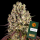 Barneys Farm - Sour Diesel - 3x Cannabis Samen