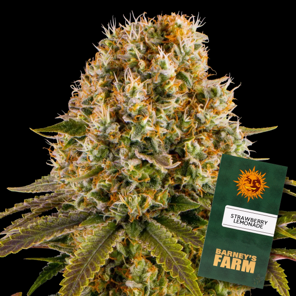 Barneys Farm - Strawberry Lemonade