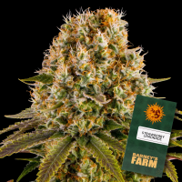 Barneys Farm - Strawberry Lemonade