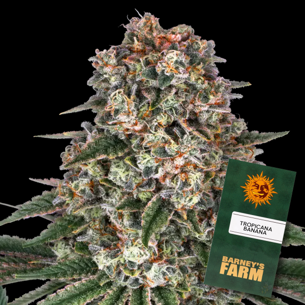 Barneys Farm - Tropicanna Banana - 3x Cannabis Samen