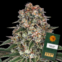 Barneys Farm - Tropicanna Banana - 3x Cannabis Samen