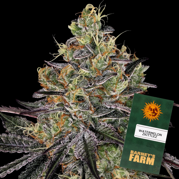 Barneys Farm - Watermelon Zkittlez