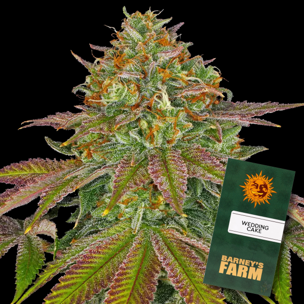 Barneys Farm - Wedding Cake - 3x Cannabis Samen