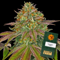 Barneys Farm - Wedding Cake - 3x Cannabis Samen
