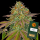 Barneys Farm - Wedding Cake - 3x Cannabis Samen