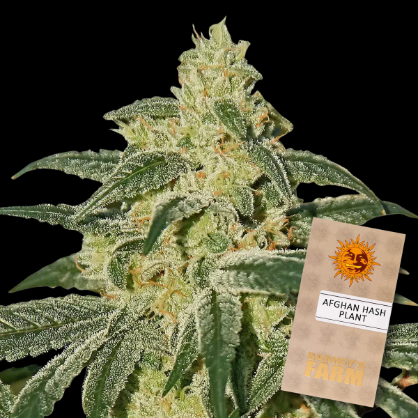 Barneys Farm - Afghan Hash Plant REGULAR STRAIN - 10x Cannabis Samen