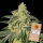 Barneys Farm - Afghan Hash Plant REGULAR STRAIN - 10x Cannabis Samen