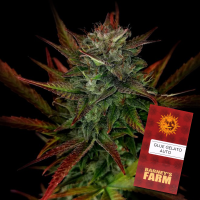 Barneys Farm - Glue Gelato -