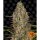 Barneys Farm - Glue Gelato -