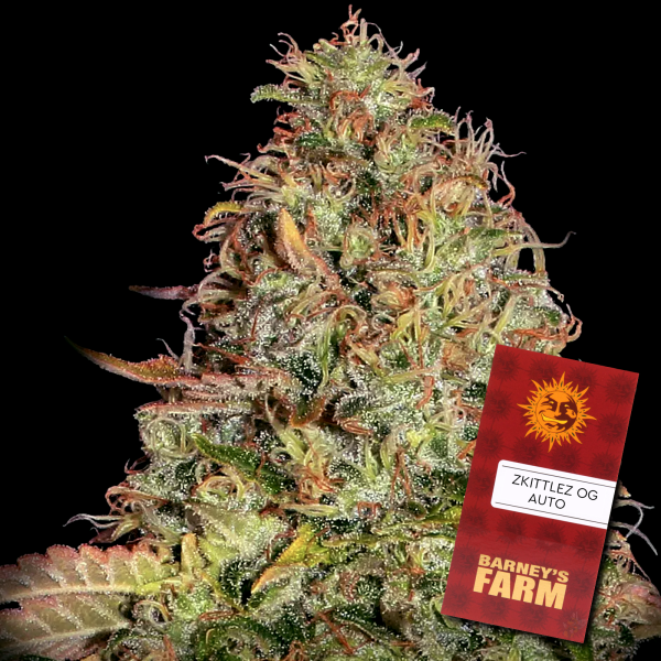 Barneys Farm - Zkittlez OG Auto - 3x Cannabis Samen