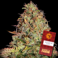Barneys Farm - Zkittlez OG Auto - 3x Cannabis Samen