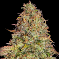 Barneys Farm - Zkittlez OG Auto - 3x Cannabis Samen