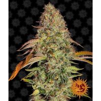 Barneys Farm - Zkittlez OG Auto - 3x Cannabis Samen