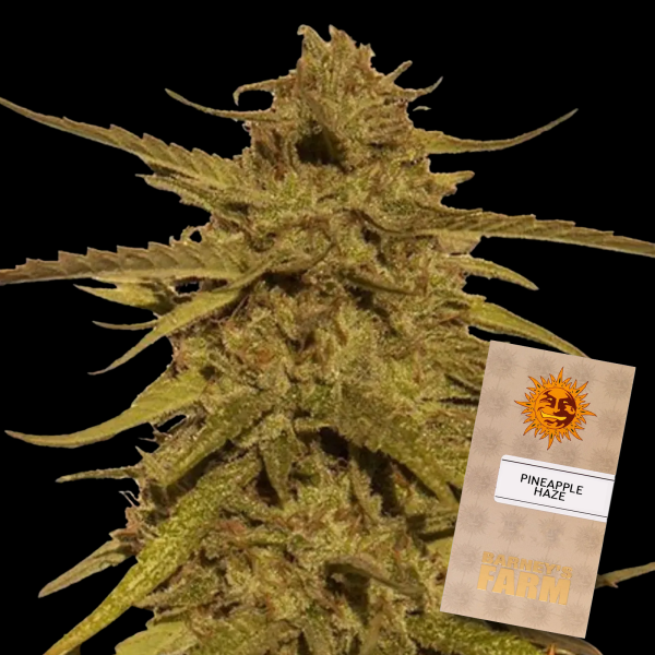 Barneys Farm - Pineapple Haze - REGULAR - 10x Cannabis Samen