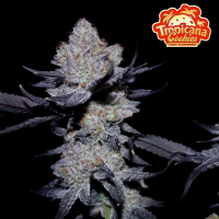 FastBuds - Tropicana Cookies FF - 5x Cannabis Samen