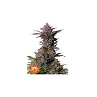 FastBuds - Tropicana Cookies FF - 5x Cannabis Samen