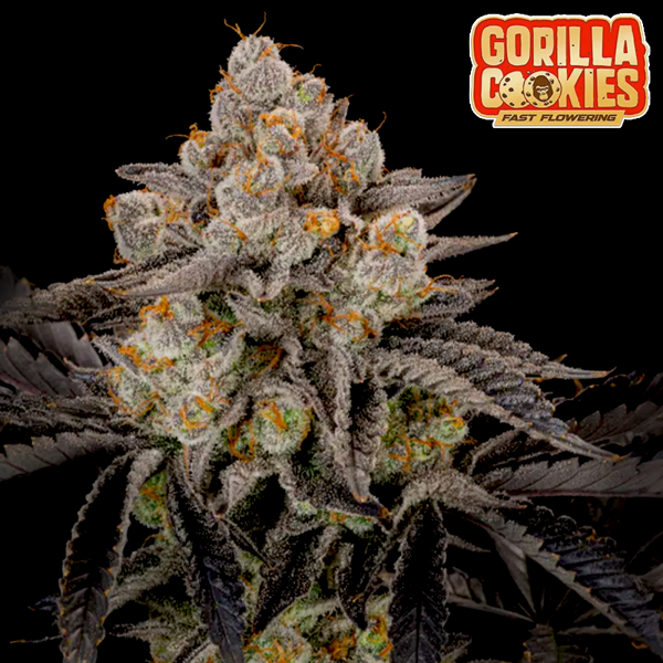 FastBuds - Gorilla Cookies FF - 5x Cannabis Samen