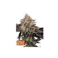 FastBuds - Gorilla Cookies FF - 5x Cannabis Samen
