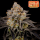 FastBuds - Gorilla Cookies FF - 5x Cannabis Samen