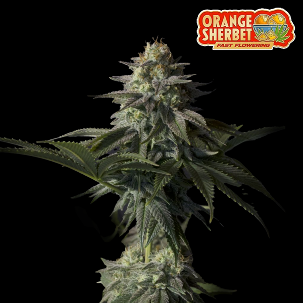 FastBuds - Orange Sherbet FF - 5x Cannabis Samen