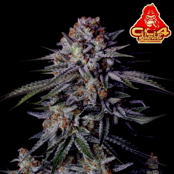 FastBuds - GG4 Sherbet FF - 5x Cannabis Samen
