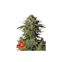 FastBuds - GG4 Sherbet FF - 5x Cannabis Samen