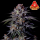 FastBuds - GG4 Sherbet FF - 5x Cannabis Samen