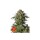 FastBuds - GG4 Sherbet FF - 5x Cannabis Samen
